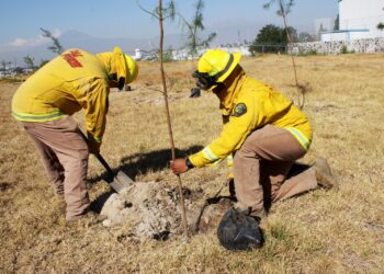Impulsa Puebla reforestación con más de 8 mil plantas entregadas en 2025 y proyecta ampliar acciones en 2026