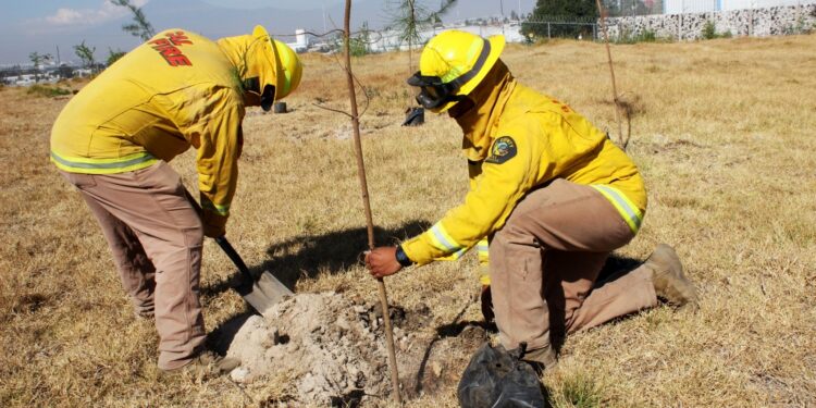 Impulsa Puebla reforestación con más de 8 mil plantas entregadas en 2025 y proyecta ampliar acciones en 2026