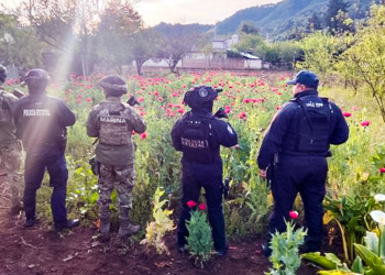 Aseguran terreno con 400 plantas de amapola en la Sierra Norte