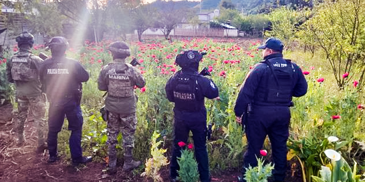 Aseguran terreno con 400 plantas de amapola en la Sierra Norte