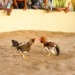 Cancelan peleas de gallos en Santa Inés Ahuatempan; intervención evita el evento