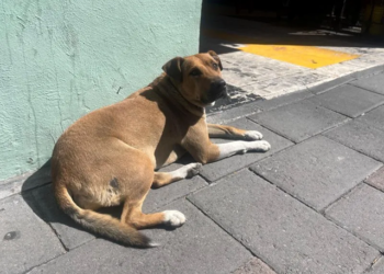 Indignación en Huejotzingo: hallan siete perros muertos en un río e investigan crueldad animal