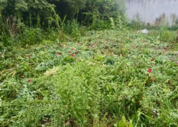 En Atempan, Seguridad Pública localiza predio con cultivos de amapola y marihuana