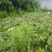 En Atempan, Seguridad Pública localiza predio con cultivos de amapola y marihuana