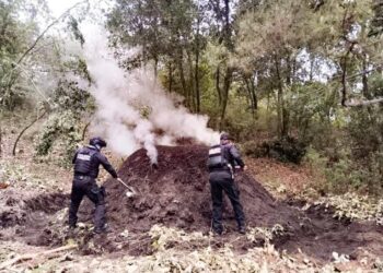 Policía Forestal destruye 11 hornos clandestinos para deshidratar madera