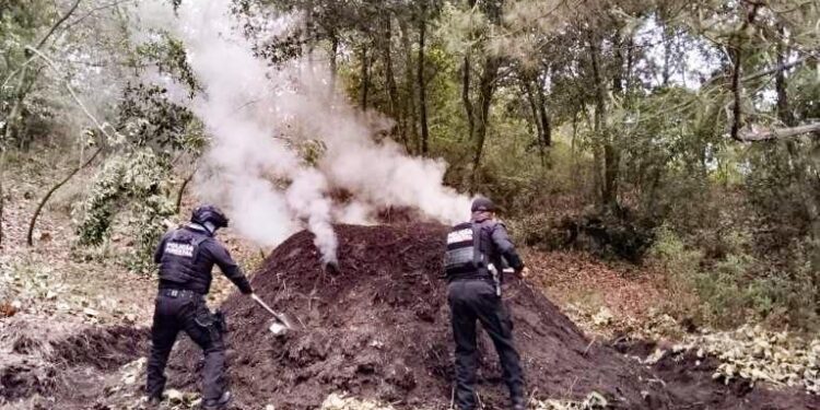 Policía Forestal destruye 11 hornos clandestinos para deshidratar madera