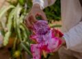 Huitziltepec impulsa su riqueza agrícola con la Feria de la Pitaya y la Pitahaya en Dolores Hidalgo