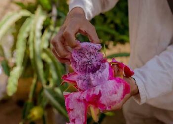 Huitziltepec impulsa su riqueza agrícola con la Feria de la Pitaya y la Pitahaya en Dolores Hidalgo