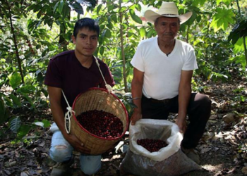 Convención Nacional del Café reunirá a más de 2 mil productores en Puebla