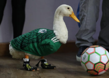 IMPI aclara a quién pertenece la marca del pato Merlín