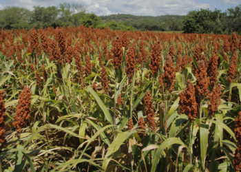 Más de mil 200 productores reciben semilla de sorgo para fortalecer la producción agrícola