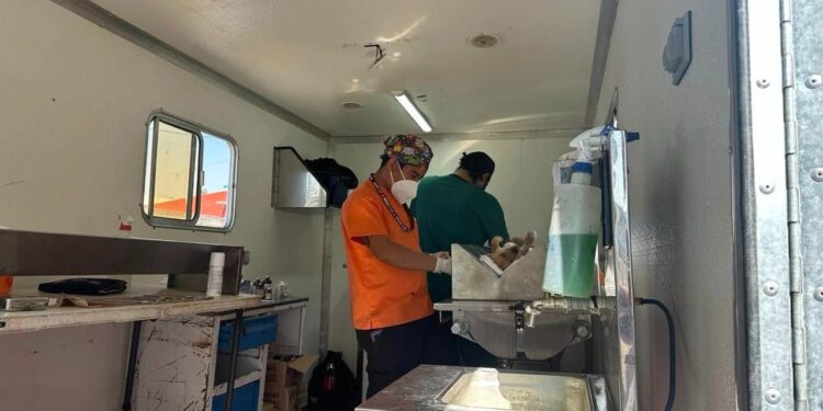 Pepe Chedraui fortalece el bienestar animal con más de 18 mil esterilizaciones gratuitas en Puebla