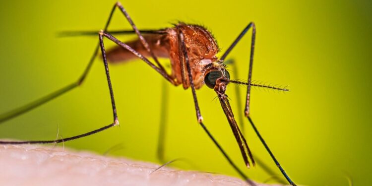 Detectan caso de malaria en Jalisco; paciente llegó al país por el Mundial 2026