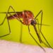 Detectan caso de malaria en Jalisco; paciente llegó al país por el Mundial 2026