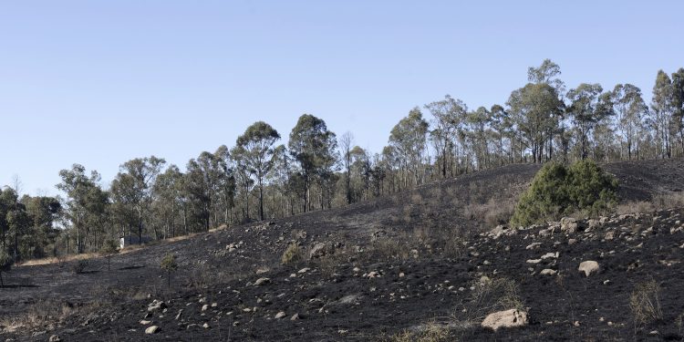 Disminuyen incendios forestales y superficie afectada en Puebla durante 2026