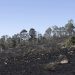Disminuyen incendios forestales y superficie afectada en Puebla durante 2026
