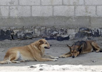 Realizan jornada sobre bienestar animal y perros en situación de calle en el Centro Cultural San Roque