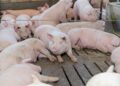 Gana Altosano Granjas Carroll Premio ROI Award 2026 en Smithfield Foods