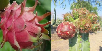 ¡Santa Clara Huitziltepec se viste de sabor con la 7ª Expo Feria de la Pitahaya y el Xoconostle!