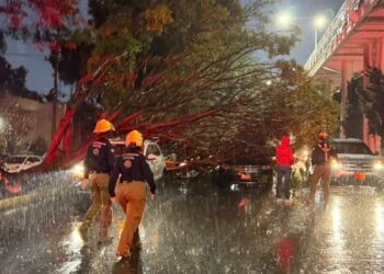 Lluvias dejan caída de árboles en distintos puntos de Puebla capital