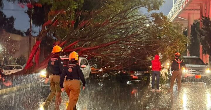 Lluvias dejan caída de árboles en distintos puntos de Puebla capital