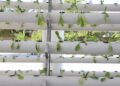 Pepe Chedraui impulsa la sustentabilidad alimentaria en planteles educativos