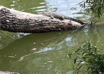 “Fugaz”, el pequeño cocodrilo de la Laguna de San Baltazar, será reubicado