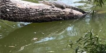 “Fugaz”, el pequeño cocodrilo de la Laguna de San Baltazar, será reubicado