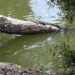 “Fugaz”, el pequeño cocodrilo de la Laguna de San Baltazar, será reubicado
