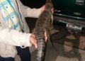 Tras casi un año en la laguna de San Baltazar, capturan a cocodrilo