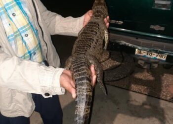 Tras casi un año en la laguna de San Baltazar, capturan a cocodrilo