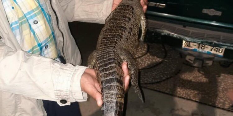 Tras casi un año en la laguna de San Baltazar, capturan a cocodrilo