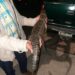 Tras casi un año en la laguna de San Baltazar, capturan a cocodrilo