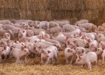 Altosano-Granjas Carroll 7 años con certificación por Bienestar Animal
