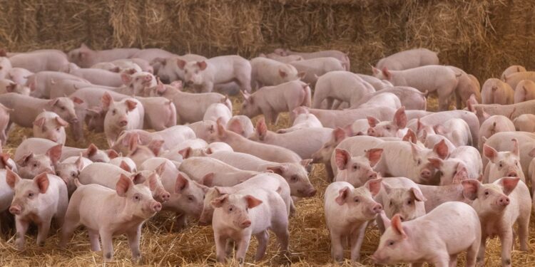 Altosano-Granjas Carroll 7 años con certificación por Bienestar Animal
