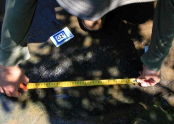 Hallan en Michoacán huellas de dinosaurios de hace 65 millones de años