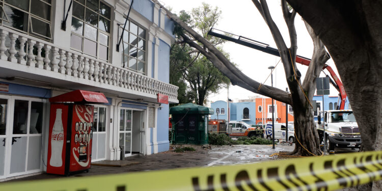 Retiran árbol en la 11 Poniente y 13 Sur en Puebla